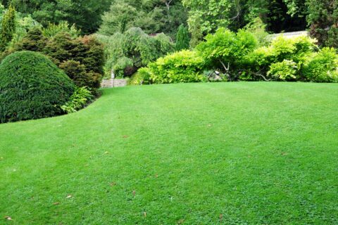 Turf Installers Hurstpierpoint