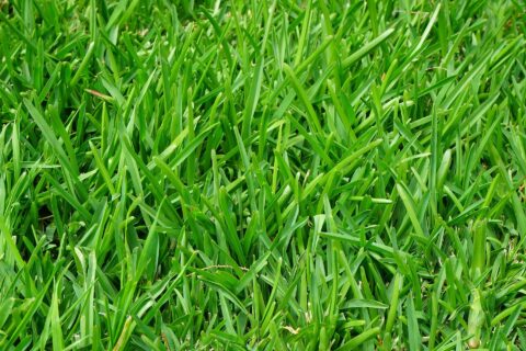 New Grass Lawns in Eastbourne BN21